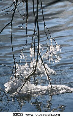 Stock Image - Frozen branches leaning on river . Fotosearch