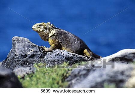 Stock Photo - Galapagos Land Iguana (Conolophus subcristatus) on rock, Island Plaza Sur, Galapagos Islands, Ecuador . Fotosearch