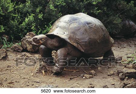 Stock Image - Galapagos Tortoise (Geochelone nigra) walking in forest, Galapagos Islands, Ecuador . Fotosearch