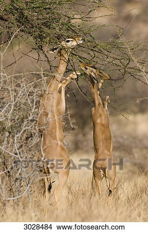 Picture - Gerenuks (Litocranius walleri) feeding, Samburu National Reserve, Kenya . Fotosearch