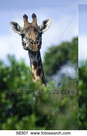 Stock Photo - Giraffe (Giraffa camelopardalis) in forest . Fotosearch