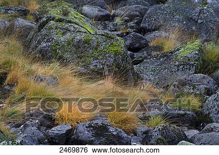 Grass growing on stones, Norway View Large Photo Image Stock Photograph - Grass growing on stones, Norway . Fotosearch