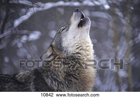 Stock Image - Gray wolf (Canis lupus) howling in forest, Merzig, Germany . Fotosearch