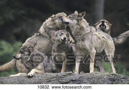 Stock Image - Gray wolves (Canis lupus) snarling in forest, Merzig, Germany . Fotosearch