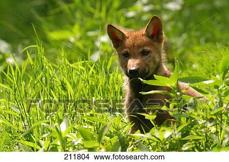 Picture - Grey wolf cub (Canis lupus) standing in forest, Germany . Fotosearch