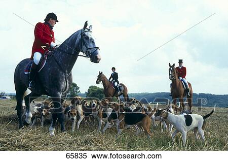 Group of beagles around man sitting on horse in field View Large Photo Image Stock Photography - Group of beagles around man sitting on horse in field . Fotosearch