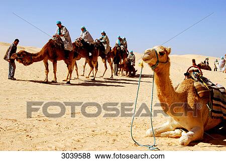 Group of cameleers in the desert of Tunisia near to the oasis town of Douz View Large Photo Image Stock Photo - Group of cameleers in the desert of Tunisia near to the oasis town of Douz . Fotosearch