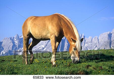 Haflinger horse grazing grass in field View Large Photo Image Stock Image - Haflinger horse grazing grass in field . Fotosearch