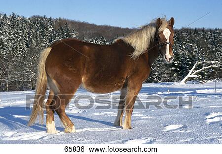 Haflinger horse standing in snow View Large Photo Image Stock Photograph - Haflinger horse standing in snow . Fotosearch