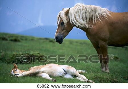 Stock Image - Haflinger horse with its foal in field . Fotosearch
