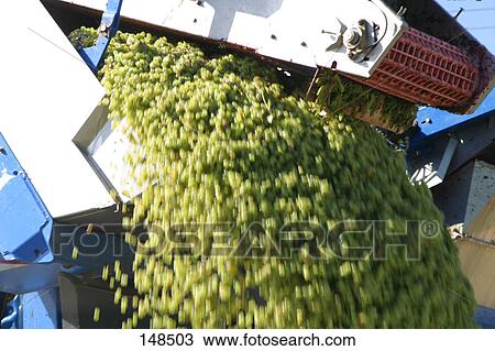 Harvester in vineyard View Large Photo Image Stock Image - Harvester in vineyard . Fotosearch