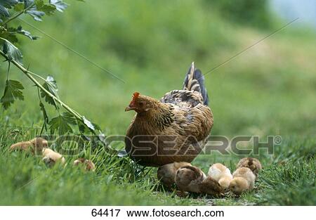 Stock Photo - Hen with chicken in field . Fotosearch