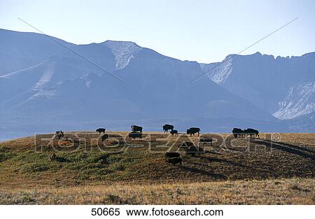 Stock Photography - Herd of American Bison (Bison bison) in field, Waterton National Park, Canada . Fotosearch