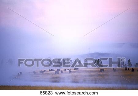 Herd of American Bison (Bison bison) grazing in field, Yellowstone National Park, Wyoming, USA View Large Photo Image Stock Image - Herd of American Bison (Bison bison) grazing in field, Yellowstone National Park, Wyoming, USA . Fotosearch