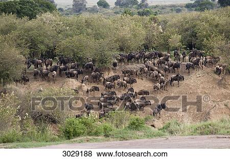 Herd of blue wildebeests (Connochaetes taurinus), Masai Mara National Park, Kenya View Large Photo Image Stock Photo - Herd of blue wildebeests (Connochaetes taurinus), Masai Mara National Park, Kenya . Fotosearch