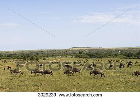 Herd of blue wildebeests (Connochaetes taurinus), Masai Mara National Park, Kenya View Large Photo Image Stock Photo - Herd of blue wildebeests (Connochaetes taurinus), Masai Mara National Park, Kenya . Fotosearch