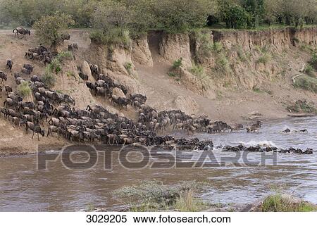 Stock Photography - Herd of blue wildebeests (Connochaetes taurinus) crossing river, Masai Mara National Park, Kenya . Fotosearch
