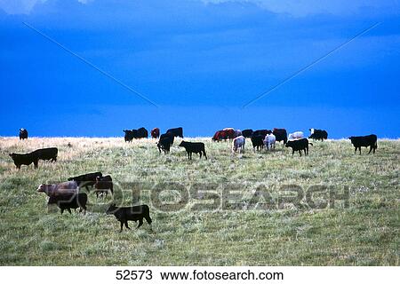 Stock Image - Herd of cows in field . Fotosearch