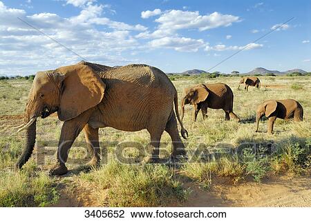 Stock Image - Herd of elephants, Loxodonta africana, Samburu National Park, Kenya . Fotosearch