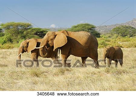 Stock Photo - Herd of elephants, Loxodonta africana, Samburu National Park, Kenya . Fotosearch