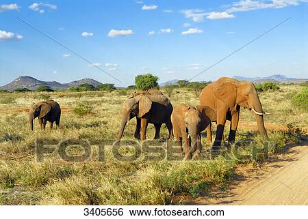 Stock Photograph - Herd of elephants, Loxodonta africana, Samburu National Park, Kenya . Fotosearch