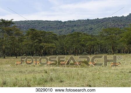 Herd of female Impalas (Aepyceros melampus), Lake Nakuru National Park, Kenya View Large Photo Image Stock Image - Herd of female Impalas (Aepyceros melampus), Lake Nakuru National Park, Kenya . Fotosearch