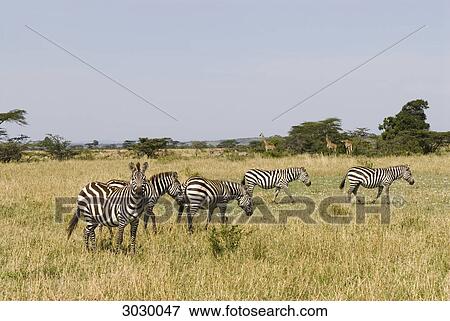 Stock Photo - Herd of plains zebra (Equus quagga) standing on a meadow, Kenya, Africa . Fotosearch