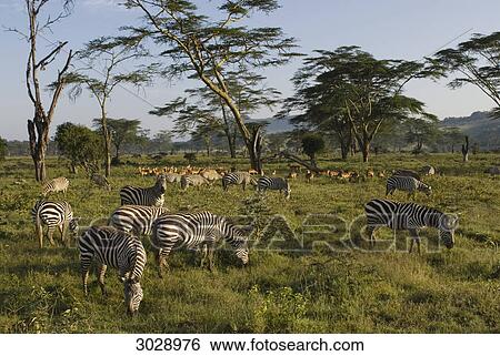 Herd of plains zebras (Equus quagga) and Impalas (Aepyceros melampus), Kenya, Africa View Large Photo Image Stock Photograph - Herd of plains zebras (Equus quagga) and Impalas (Aepyceros melampus), Kenya, Africa . Fotosearch