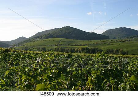 High angle view of a vineyard View Large Photo Image Stock Photo - High angle view of a vineyard . Fotosearch