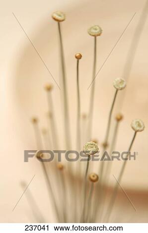 Stock Image - High angle view of dried flowers . Fotosearch