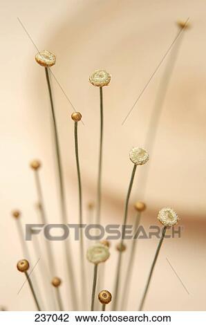 High angle view of dried flowers View Large Photo Image Stock Image - High angle view of dried flowers . Fotosearch