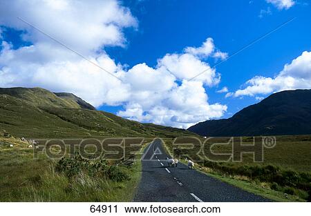 Stock Image - High angle view of sheep on mountain road, County Mayo, Republic Of Ireland . Fotosearch