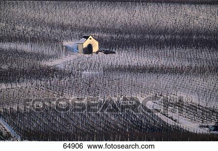 High angle view of vineyard and house, Hesse, Germany View Large Photo Image Stock Photograph - High angle view of vineyard and house, Hesse, Germany . Fotosearch