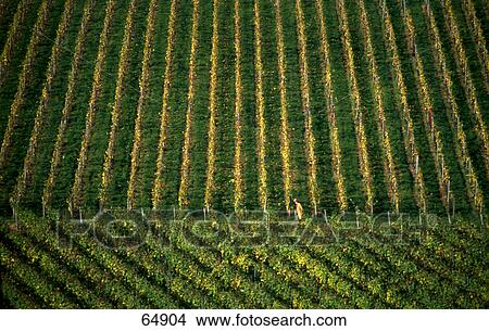 High angle view of vineyard, Kiedrich, Rheingau-Taunus-Kreis, Regierungsbezirk, Darmstadt, Hesse, Germany View Large Photo Image Picture - High angle view of vineyard, Kiedrich, Rheingau-Taunus-Kreis, Regierungsbezirk, Darmstadt, Hesse, Germany . Fotosearch