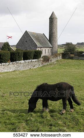 Horse grazing grass in field, Saul Church, Downpatrick, Ireland View Large Photo Image Stock Photo - Horse grazing grass in field, Saul Church, Downpatrick, Ireland . Fotosearch