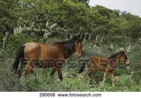 Stock Photo - Horse walking with foal in field, Giara Di Gesturi, Sardinia, Italy . Fotosearch