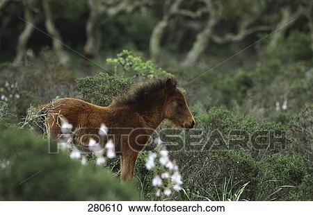 Stock Image - Horse's foal standing in field, Giara Di Gesturi, Sardinia, Italy . Fotosearch
