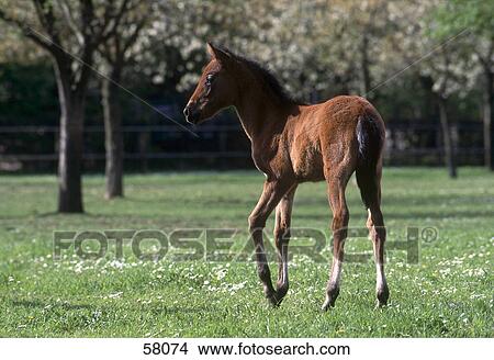 Horse's foal standing in field View Large Photo Image Picture - Horse's foal standing in field . Fotosearch