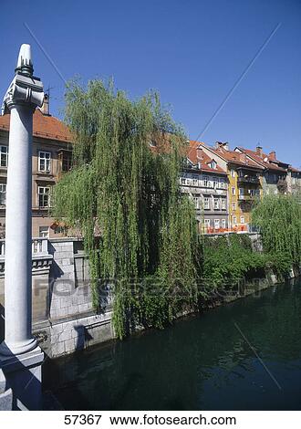 Houses and weeping willow tree at riverside, Ljubljana River, Ljubljana, Slovenia View Large Photo Image Stock Photo - Houses and weeping willow tree at riverside, Ljubljana River, Ljubljana, Slovenia . Fotosearch
