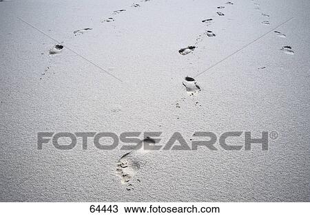 Human foot prints on snow covered landscape, Germany View Large Photo Image Stock Image - Human foot prints on snow covered landscape, Germany . Fotosearch
