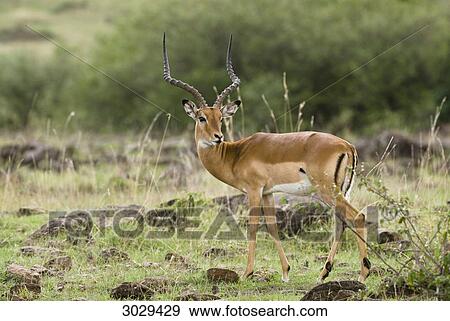 Stock Photo - Impala (Aepyceros melampus), Masai Mara National Park, Kenya . Fotosearch