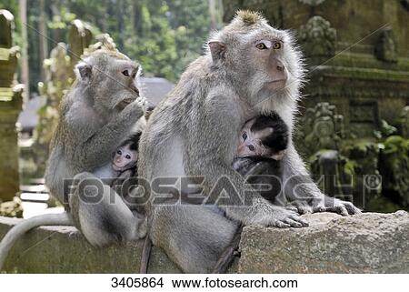Picture - Java monkeys, Pura Bukit Sari Temple, Bali, Indonesia, Asia . Fotosearch