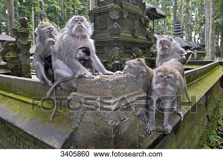 Java monkeys, Pura Bukit Sari Temple, Bali, Indonesia, Asia View Large Photo Image Stock Image - Java monkeys, Pura Bukit Sari Temple, Bali, Indonesia, Asia . Fotosearch