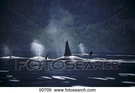 Stock Photography - Killer whales (Orcinus orca) surfacing, Vancouver Island, British Columbia, Canada . Fotosearch