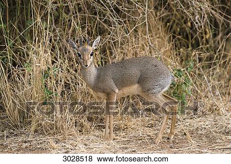 Stock Photo - Kirk's Dik-dik (Madoqua kirkii), Kenya, Africa . Fotosearch