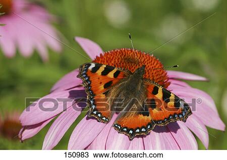 Stock Image - Large Tortoiseshell (Nymphalis polychloros) pollinating on coneflower . Fotosearch