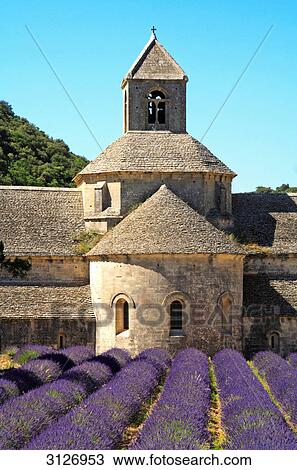 Stock Image - Lavender field and Senanque Abbey, Gordes, France . Fotosearch