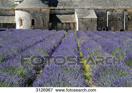 Stock Photo - Lavender field and Senanque Abbey, Gordes, France . Fotosearch