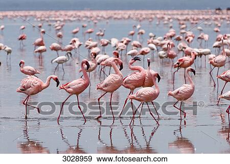 Lesser Flamingos (Phoenicopterus minor), Lake Nakuru National Park, Kenya View Large Photo Image Stock Photo - Lesser Flamingos (Phoenicopterus minor), Lake Nakuru National Park, Kenya . Fotosearch