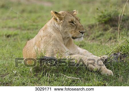 Stock Image - Lion (Panthera leo) lying, Kenya, Africa . Fotosearch